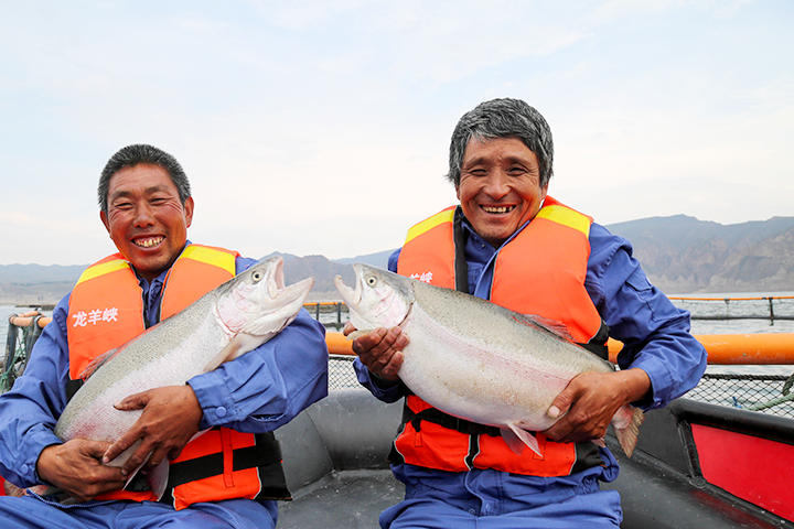 Longyang Zhixian Salmon (Rainbow Trout)