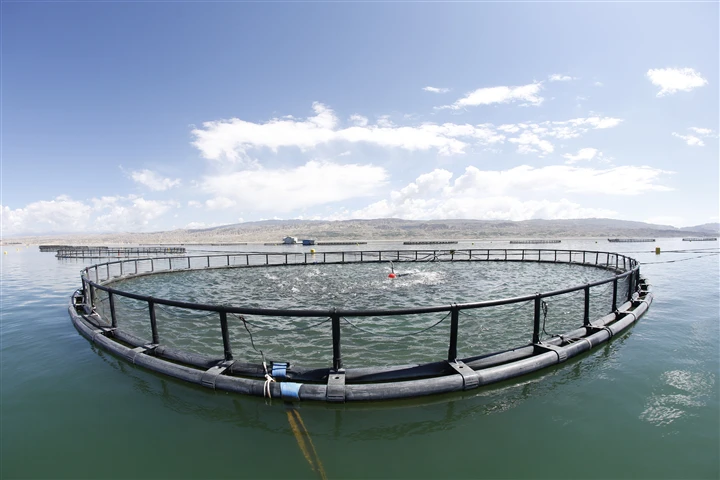 Longyang Zhixian Salmon (Rainbow Trout)