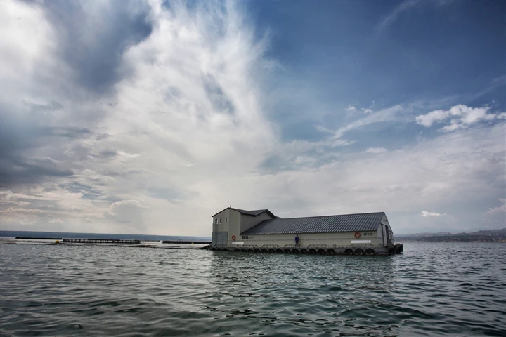 Longyang Zhixian Salmon (Rainbow Trout)