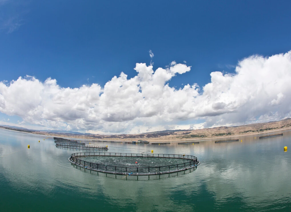 龙洋知鲜三文鱼(虹鳟)