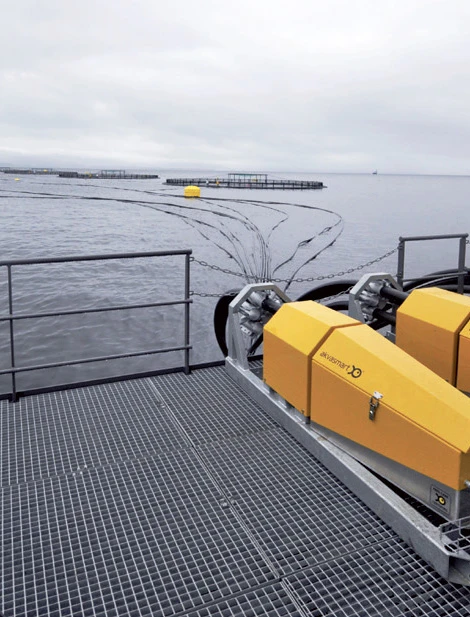 龙洋知鲜三文鱼(虹鳟)