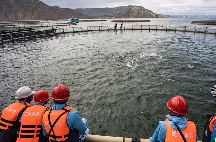 Longyang Zhixian Salmon (Rainbow Trout)