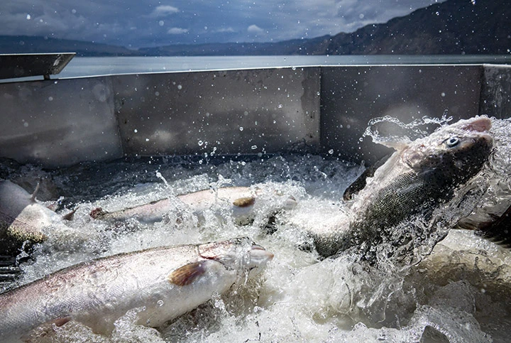 Longyang Zhixian Salmon (Rainbow Trout)