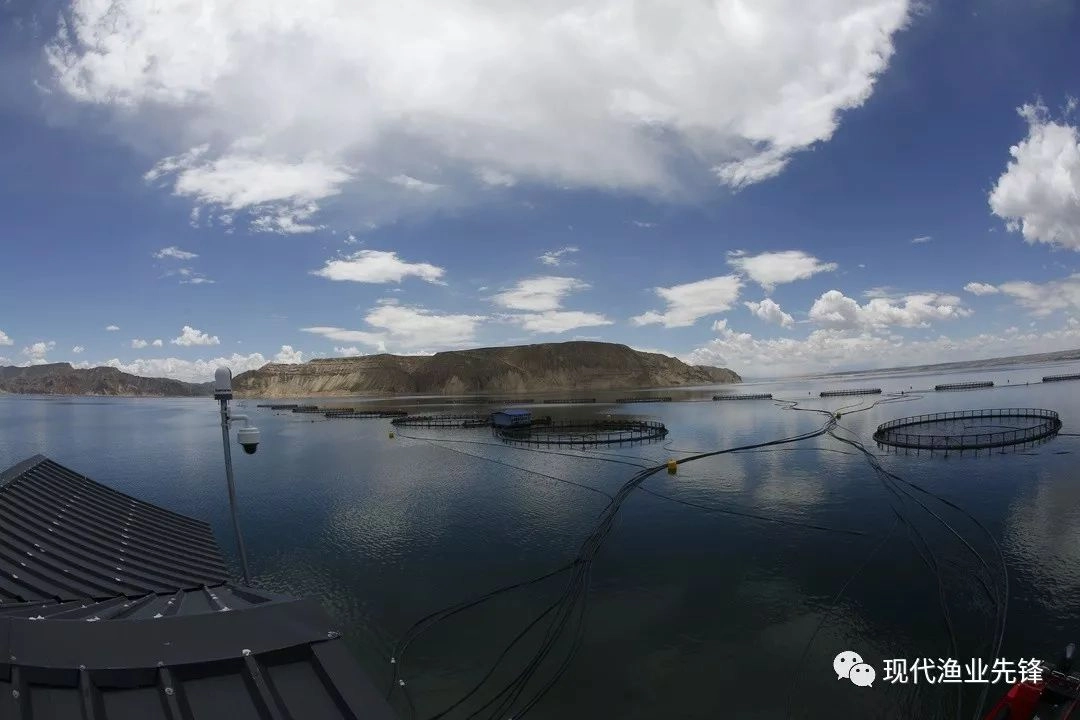 Intrafish 聚焦龙羊峡三文鱼可持续发展之路