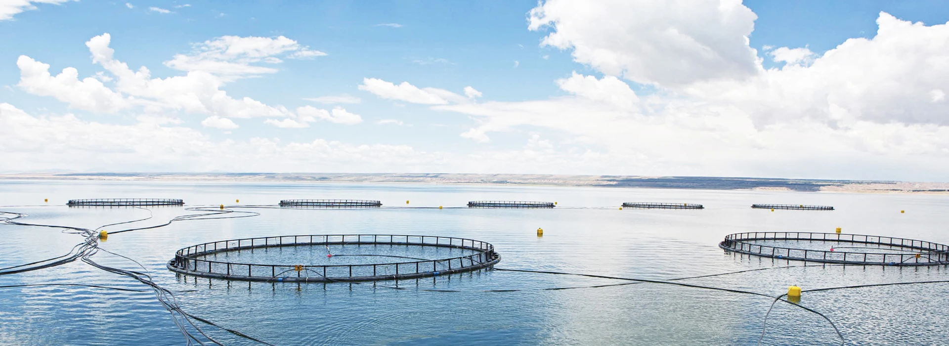 龙洋知鲜三文鱼(虹鳟)