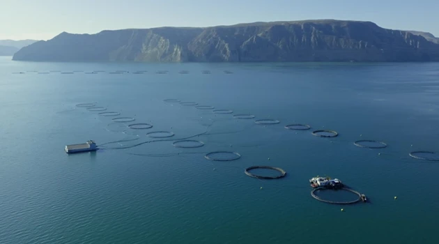 龙洋知鲜三文鱼(虹鳟)