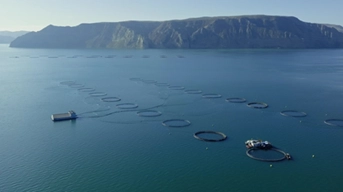 Longyang Zhixian Salmon (Rainbow Trout)