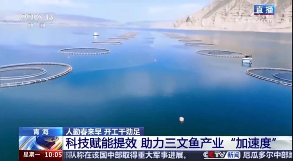 央视认证！国产三文鱼凭实力“证名”，高品质惊艳世界