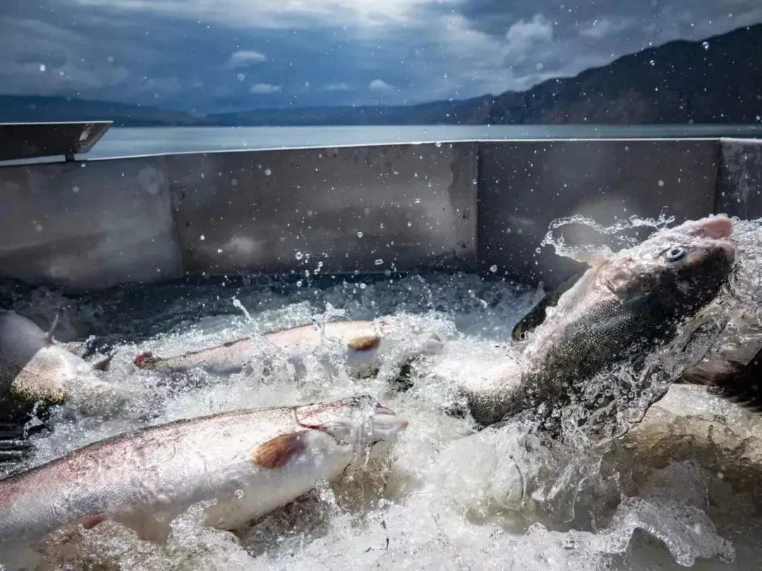 海峡两岸现代农业·花卉博览会 (4).webp